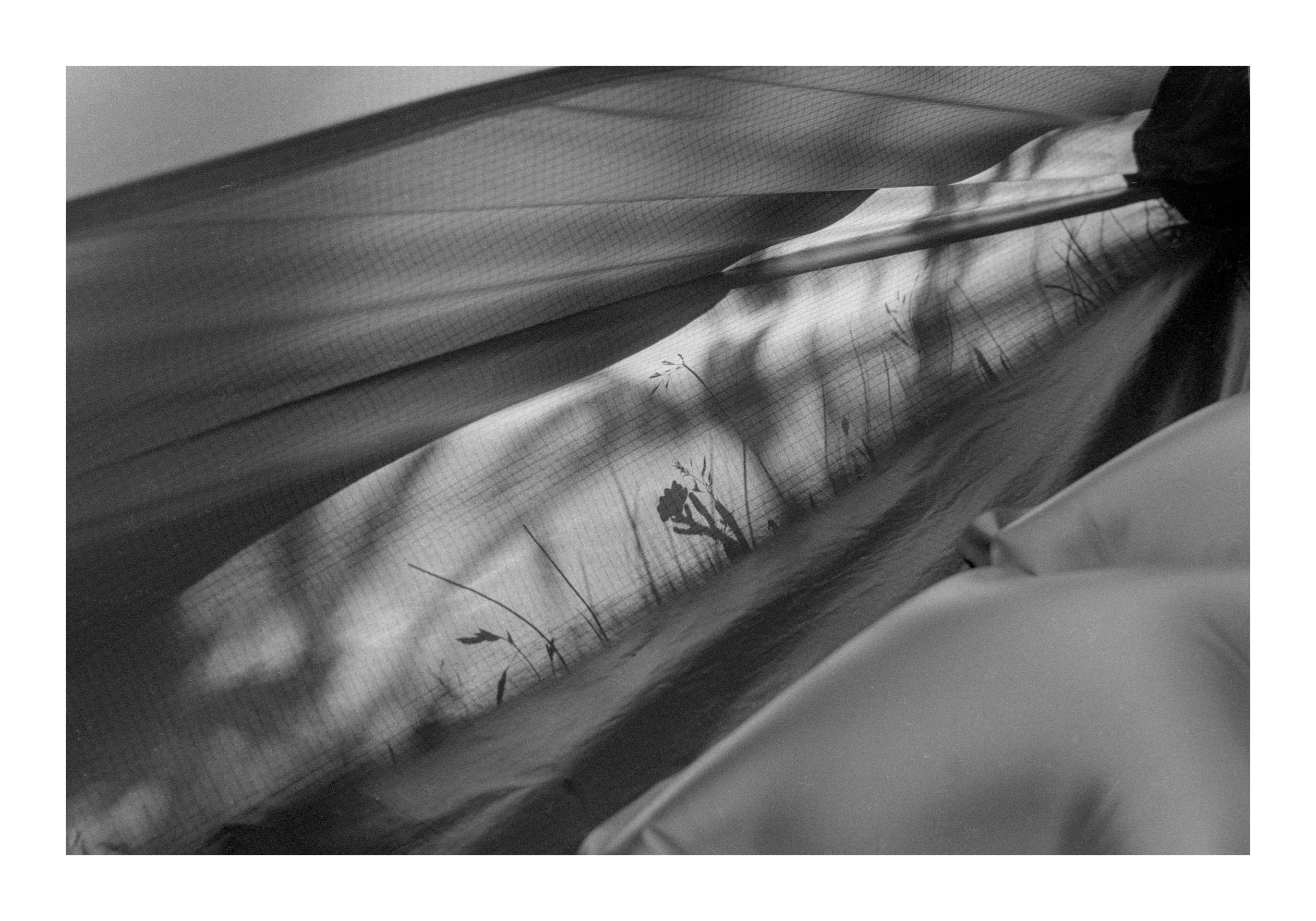 Photograph of the shadows cast on the inside of a tent by flowers outside.