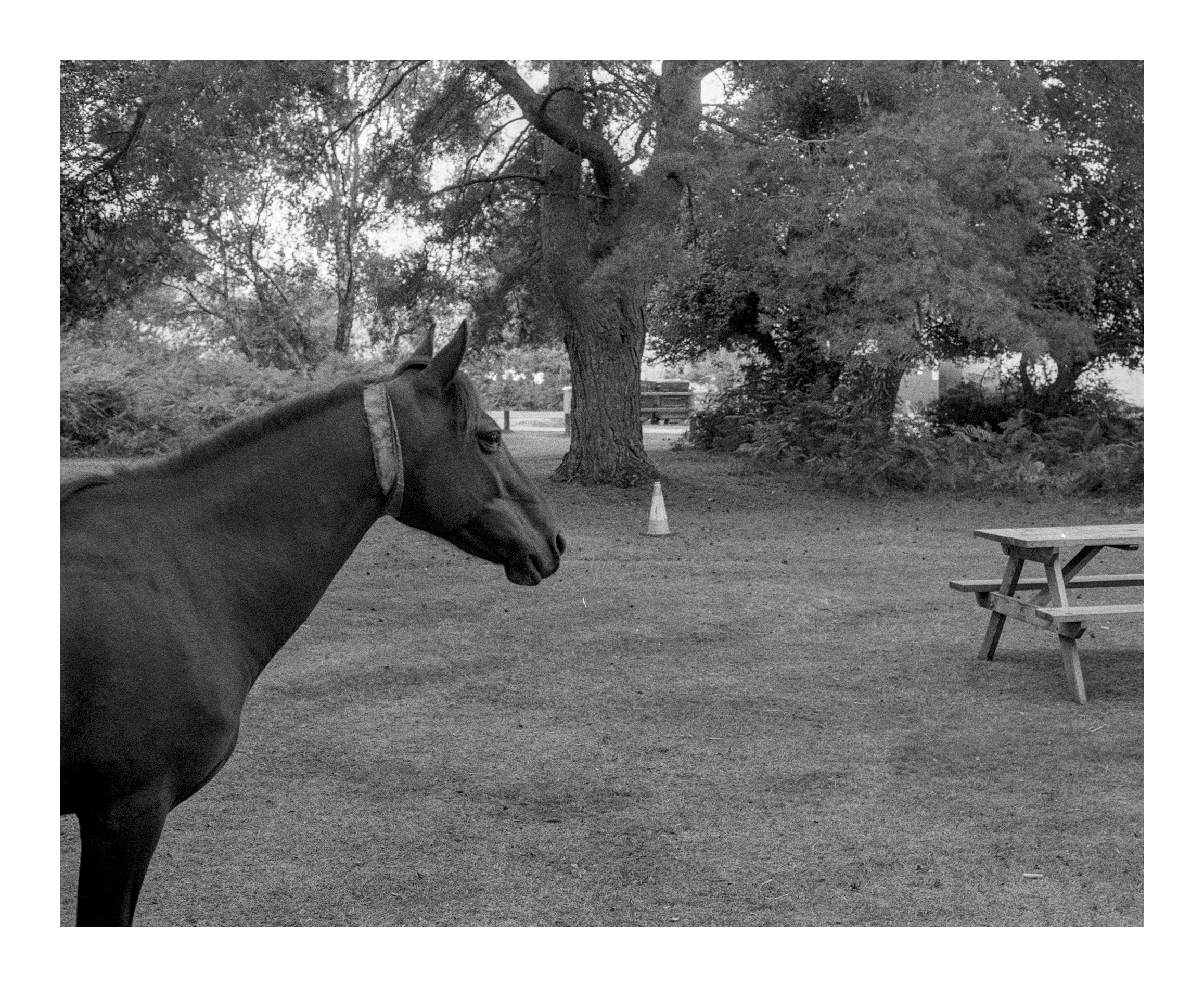 Square cropped photograph. A horse emerges from the left of the frame as it walks through a campsite.
