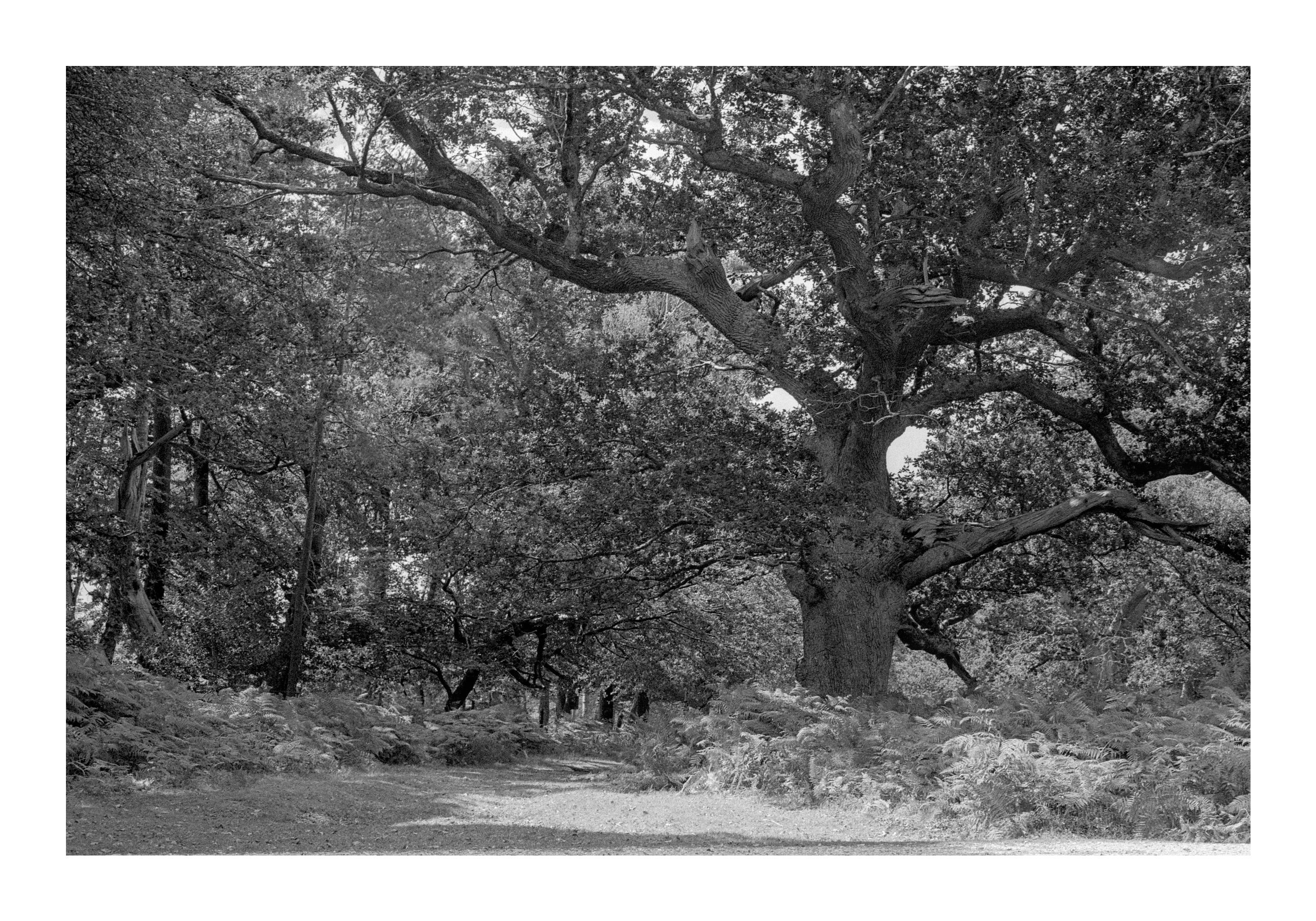 An old tree with erratic branches stands in a shady, wooded area.