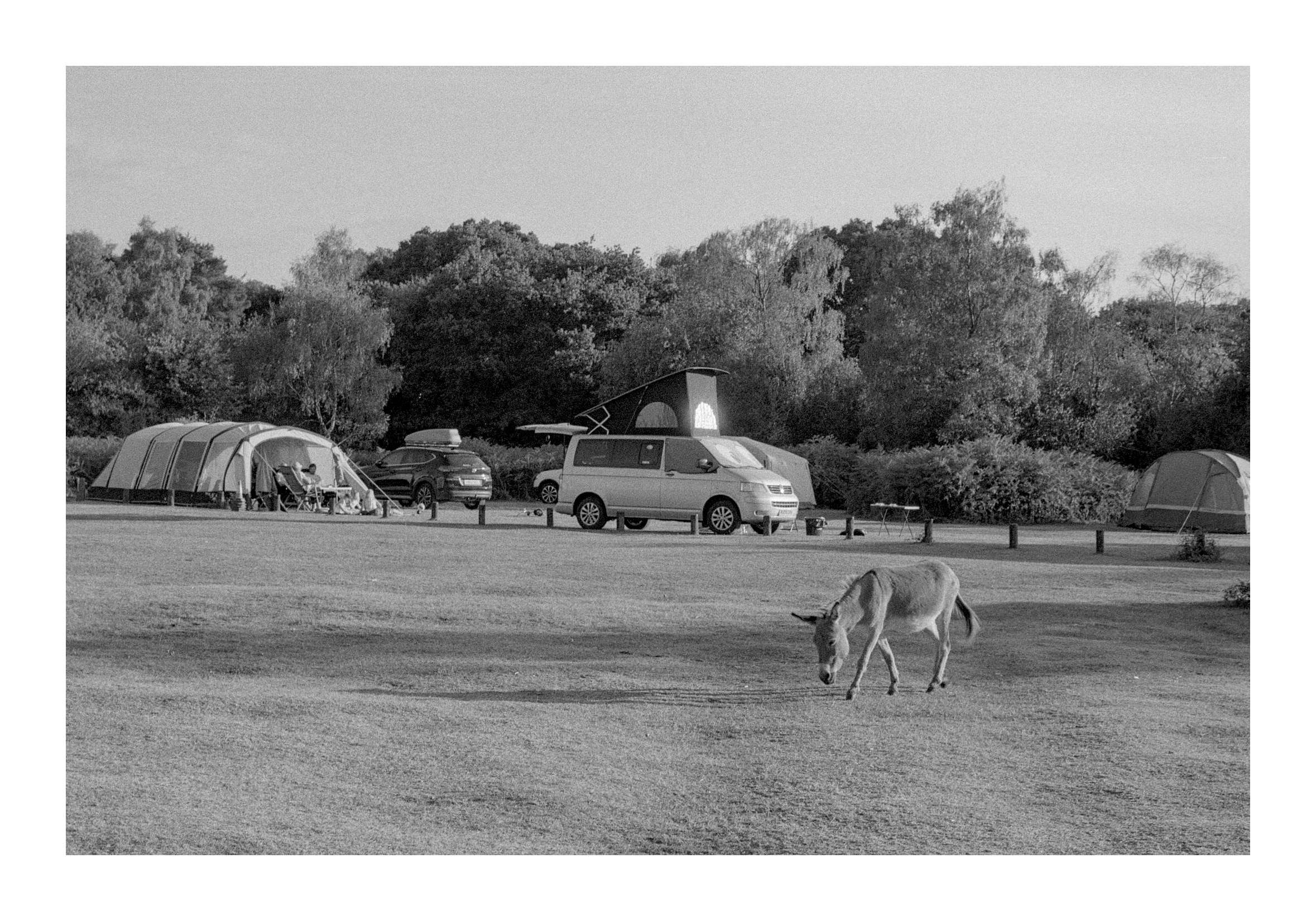 Photograph of a donkey walking across a field in front of a set of tents.